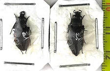 Carabidae, Carabus (Diocarabus) aurocinctus pair A1, E. Russia (Amur reg.)