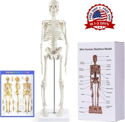 Modelo de esqueleto humano de 17  para anatomía con brazos y piernas móviles NEW