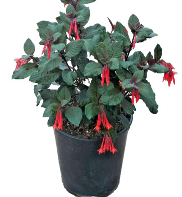 Fuchsia Gartenmeister Perennials Honeysuckle orange Fuchsia live