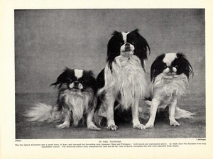 1930s Vintage Japanese Chin Print Pekingese Print Gallery Wall Decor 4897p