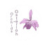 orchids-osterloh