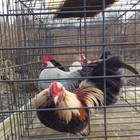 12+ blue golden duckwing old english bantam Hatching Eggs — photo 3