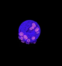 WYSIWYG Halle Berry Zoas – Live Coral Frag SPS & LPS for Reef Aquariums