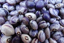 Blue Buffalo Bean - unique bean makes a tasty dish