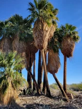 Washingtonia filifera Seeds!  Cold-Hardy!  California Fan Palm