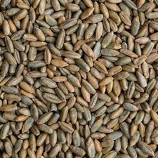 Rye Berries 9 Pounds High in Fiber and Iron - 9 Pound Bag of Rye Berries - M