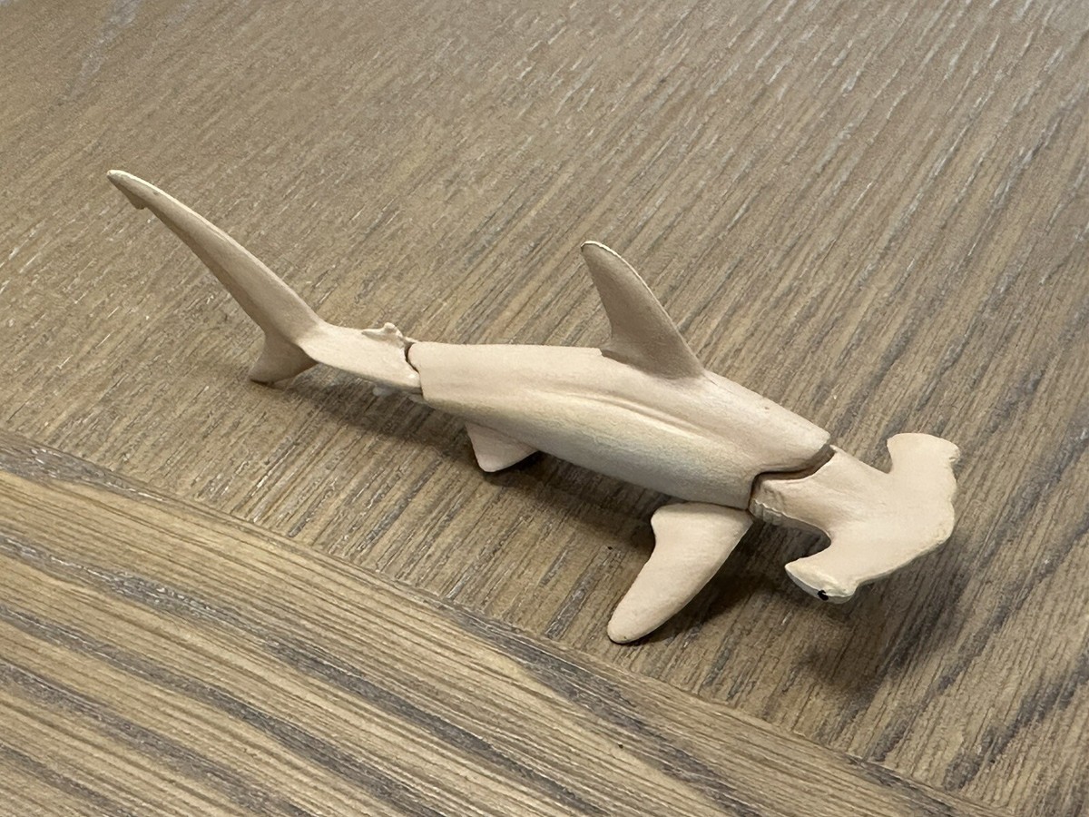 Hammer Head Shark 廃盤2枚 HammerheadSharkFishMounts_96-