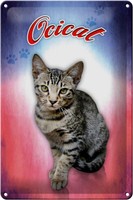 Blechschild Katze 20X30 Cm Ocicat Wanddeko Metall Deko Schild Tin Sign