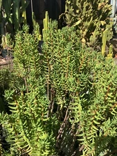 Mini Pine Tree Succulent- Crassula tetragona 7 live cuttings 5-8 Inches length