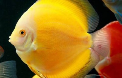 Golden Discus Fish 2.5'' Size Body Healthy Live Discus Fish tropical aquarium