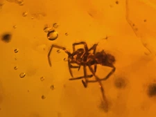 A101 BU1132 Spider and small botanical sprig in Burmese Amber Burmite 99mya
