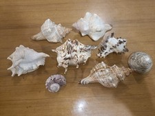 lotto 8 conchiglie da collezione