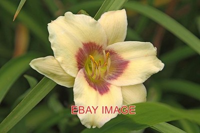 PHOTO  HEMEROCALLIS - DAY LILY