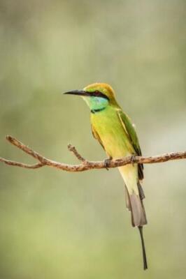 Wandbild: Der Blauschwanzbienenfresser (Merops philippinus) hockt auf [...]
