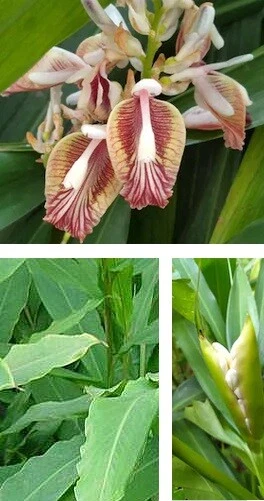 Die schöne Zimmerpflanze "Zimtpflanze" verbessert das Raumklima ! Zimmerpflanzen