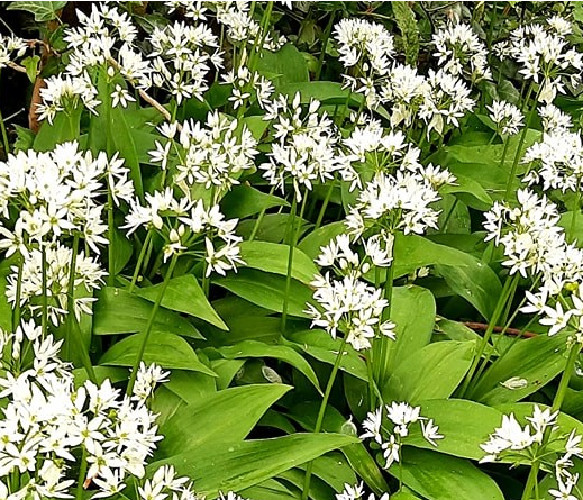 Ajo de Oso - Allium ursinum - 20 semillas