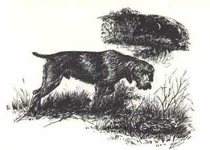 GERMAN WIREHAIRED POINTER - CUSTOM MATTED - Dog Art Print - 1964