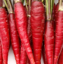RED CARROT SEEDS 500+ "ATOMIC" vegetable GARDEN plants NON-gmo FREE SHIPPING