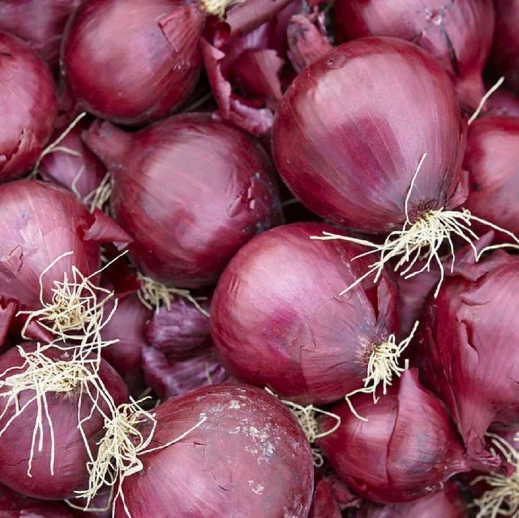 Onion Sets Giant Stuttgarter Red Baron Centurion JetFire Garden