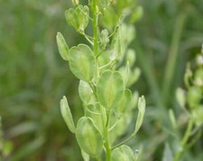 Field Pennycress Seed  thlaspi arvense  300 to 25,000 seeds