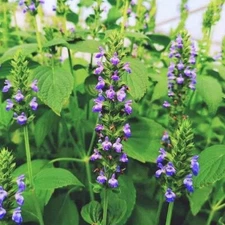 Cat Grass/Chia Seed, 7000+ Seeds. Certified Organic. For dogs or cats.