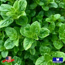 Oregano Herb Seeds Common Italian Non-GMO Heirloom