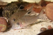 Corydoras punctatus Catfish 4 Live Spotted Cory Peaceful Bottom Feeders