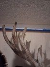 Whitetail Deer Head Shoulder Mount Taxidermy Hunt 24 point Buck mounted RARE — photo 4