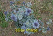 Photo 6x4 Celyn y mu00c3u00b4r (Eryngium maritimum) Sea Holly Pwllheli  c2007