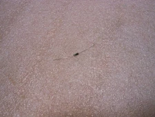 EASTRON DIODE PART # 1N955 NSN: 5961-00-941-2370