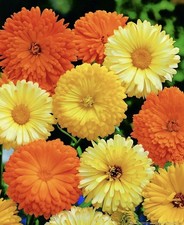 30 x Calendula Pacific Beauty Mixed Double Seeds. 40-50 cm
