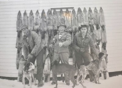 ORIGINAL 1958 PHOTO MEN HUNTING DOGS RACCOONS PELTS HANGING SNOW 5 X 3.5  c