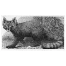 LONDON Red Panda; Ailurus Fulgens at the Regents Park Zoo - Antique Print 1869