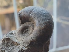 Lytoceras siemensi- Lias - Altdorf - Ammonit - selten - alte Sammlung