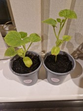 5 x Honeydew MELON PLUG PLANTS Plug Plants 🍈