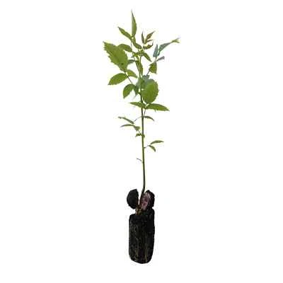 3x Walnut Trees Juglans Regia XXL Plug Plants 30cm tall - 24HR DISPATCH