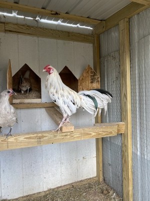 White Kelso x Blue Mug Fertilized Chicken Eggs for Sale 6-Pack!!