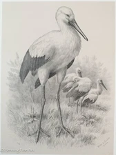 Rare Antique Stork Wildlife Lithograph 1890's by Allison & Kurz FINE! 3