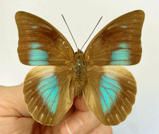 Prepona for collectors | Prepona werneri, brooksiana females