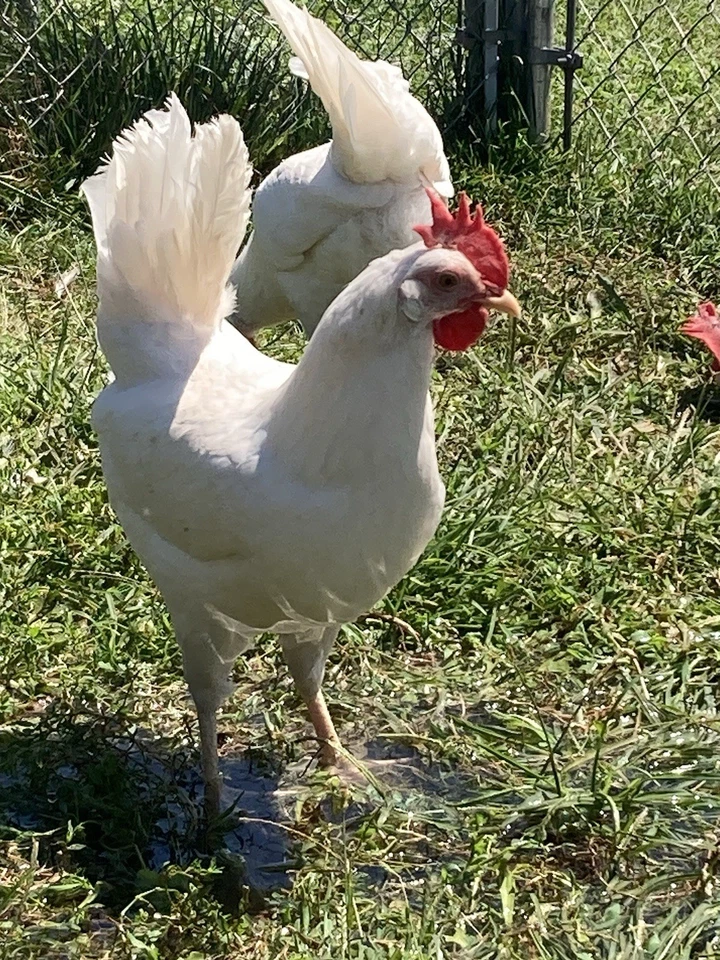 Purebred White Leghorn Hatching Eggs, Novogen Production Line, EXC Fertility! - Image 2 of 4