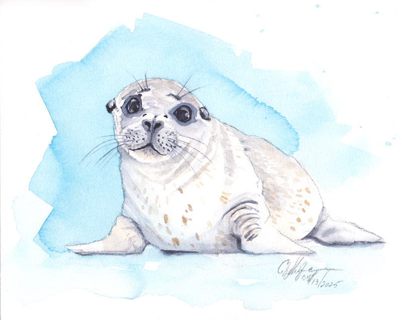 Original Watercolor Painting Harp Seal Pup Arctic Wildlife Art 8x10 Wehofer