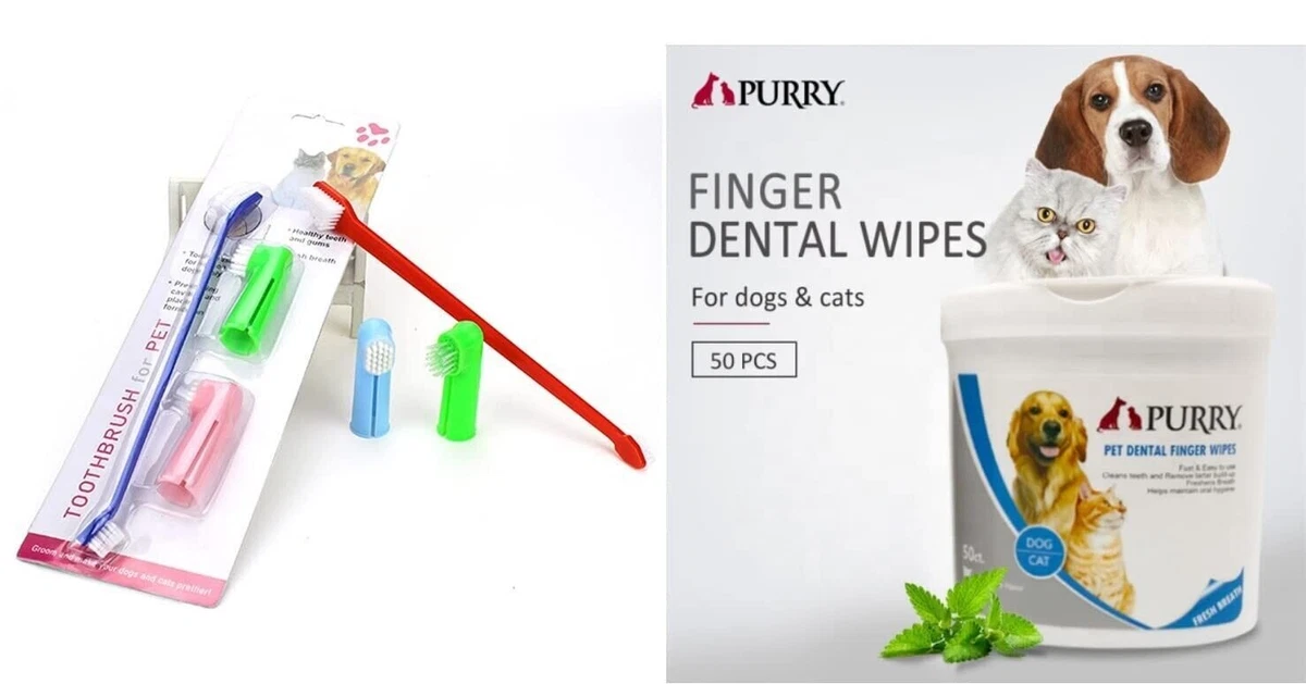 Dog hot sale dental kit