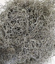 Dried Spanish Moss - 5 Pound - Floral Decor, Arts  Crafts, Pet Bedding