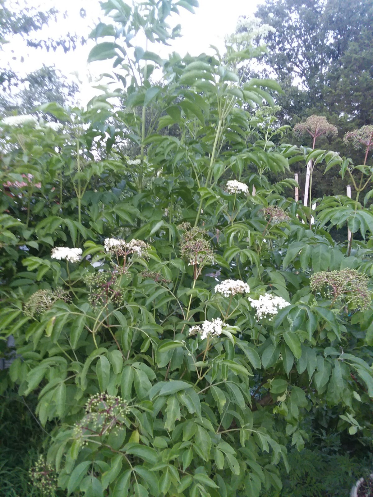 elderberry-cuttings-ranch-wyldewood-ebay