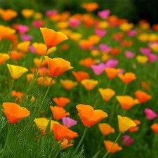 50 California Poppy Seeds Mix Landscaping Flower Bee Friendly Meadow