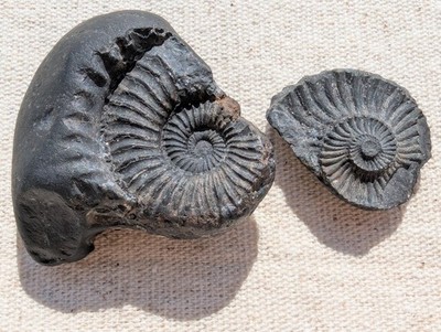 Saligram Shaligram Ammonite Fossil From Himalayan Mountains Nepal Small 43 Grams