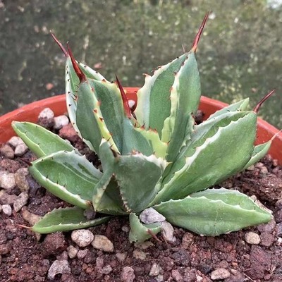 Agave isthmensis 'Cubic var Miscellaneous rareagave plant 6-8cm