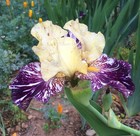 Tall Bearded Iris Rhizome "GNUS FLASH"  Brad Kasperek  1994  LAST ONE! — photo 3