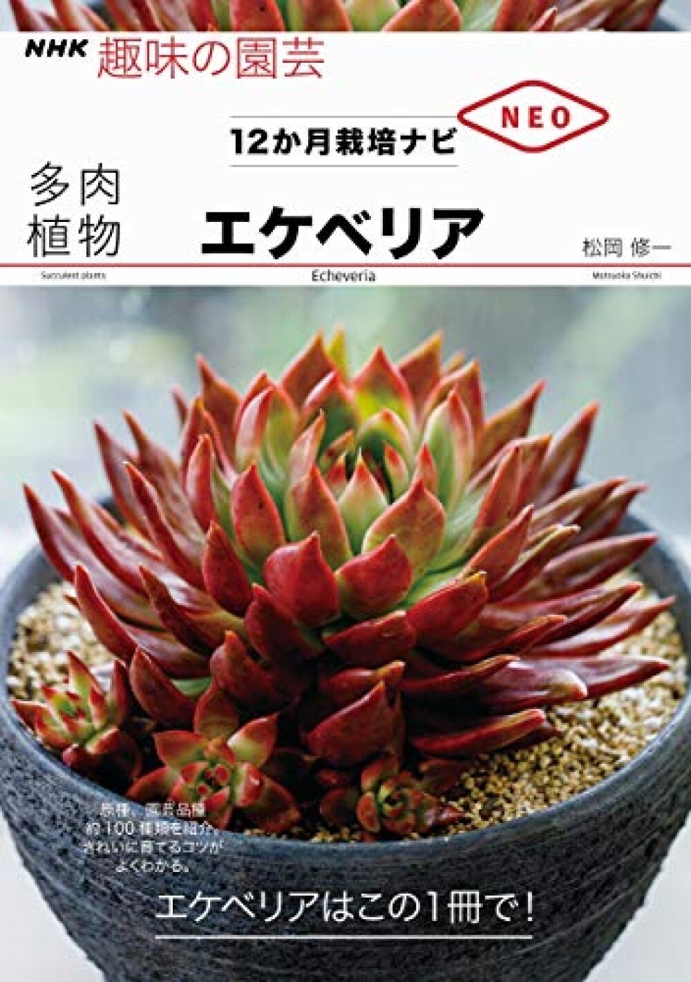 How To Grow Echeveria For One Year Book Japan Succulent Plants Cultivation