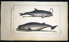 1834,P.L.OUDART ORIGINAL ENGR. FINE ANTiQUE WATERCOLOURING ON RARE DOLPHINS Y1Y